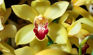 兰花可以放在室内养吗 仙山红兰花可以放在室内养吗