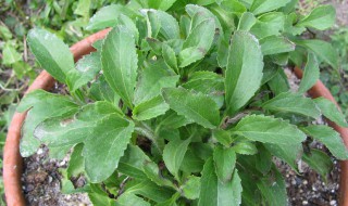 驱蚊草驱蚊的原理 驱蚊草的驱蚊效果