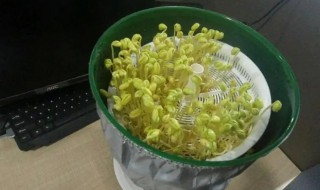 家庭智能豆芽机怎么用(全智能豆芽机)