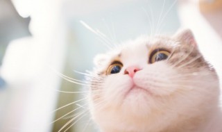 小猫一天吃多少猫粮（两个月小猫一天吃多少猫粮）