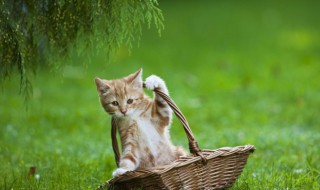 幼猫吃猫粮一次吃多少 幼猫粮一次喂多少