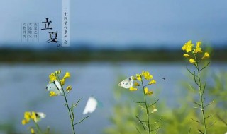 立夏播种什么作物（立夏种植什么作物）