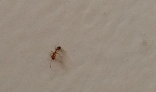 家里有红蚂蚁怎么回事 家里有红蚂蚁什么原因