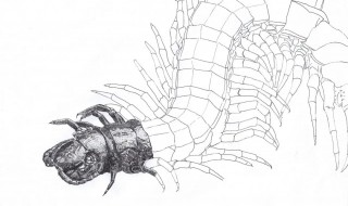 怎么预防蜈蚣爬进家里 如何预防蜈蚣爬到家里