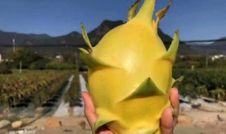 黄龙果树种植方法 黄果树的种植方法