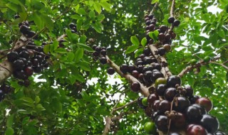 家庭嘉宝果树种植方法(嘉宝果的种植方法)