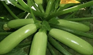 西葫芦长期保存方法 西葫芦保存多长时间