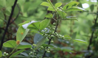 鲜的花椒叶的保存方法 花椒叶如何保鲜