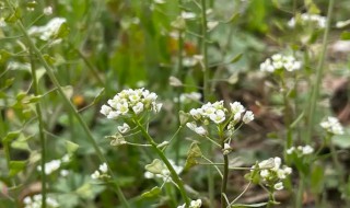 荠菜花如何长期保存方法（花荠菜怎么保存方法）