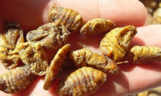 蚕蛹怎么冷冻保存方法（蚕蛹怎样冷冻）