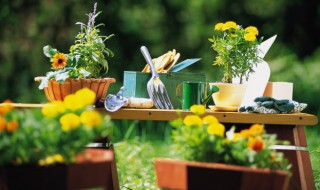 矮化果树种植方法（果树怎样矮化栽植）