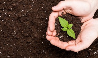 早生四季嘉宝果树种植方法 四季嘉宝果怎样种植多果