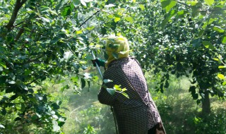 高温果树种植方法（耐高温果树）