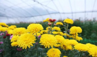 菊花怎么栽培 菊花怎样栽培