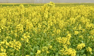 油菜花什么时候种（油菜花什么时候种什么时候开花）