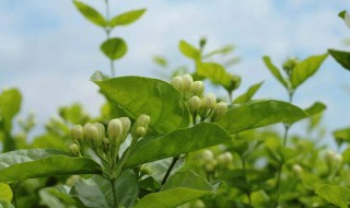 茉莉花什么时候种（茉莉花什么时候种植最好养）