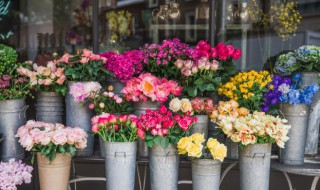 北方室内四季常开的花 北方室内四季常开的花及图片