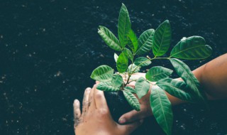 八种植物招财又旺宅又好养（八种植物招财又旺宅还好养）