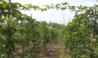 云南文山百香果树种植方法（云南文山百香果种植基地）