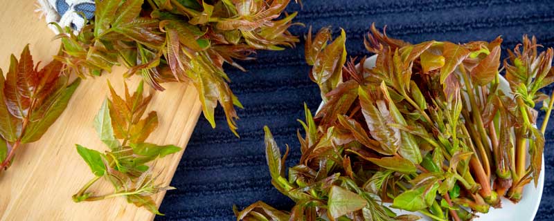 香椿怎么做好吃（凉拌香椿最简单的做法）