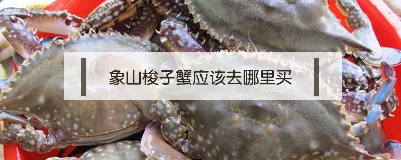象山梭子蟹应该去哪里买 象山梭子蟹哪里批发