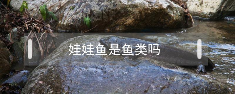 娃娃鱼是鱼类吗 娃娃鱼是什么类型
