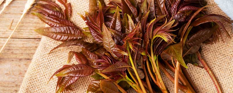 凉拌香椿需要焯水吗 凉拌香椿需要焯水吗多久