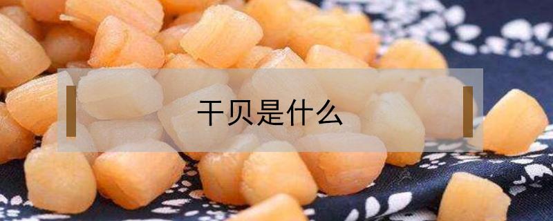 干贝是什么(干贝是什么贝壳取下来的)