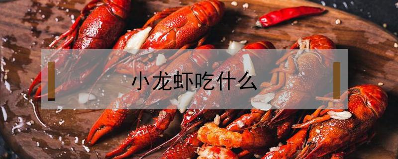 小龙虾吃什么（小龙虾吃什么长大）