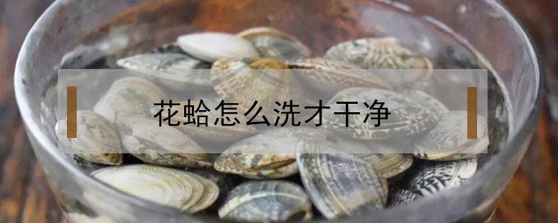 花蛤怎么洗才干净（花蛤怎么洗才干净视频）