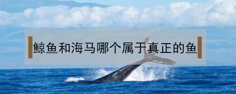 鲸鱼和海马哪个属于真正的鱼 海马和鲸鱼哪个是属于真正的海洋动物