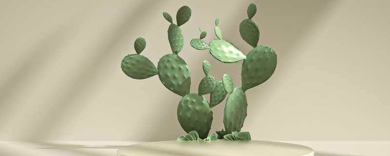 仙人掌的特点外貌描写（仙人掌的资料和特点）