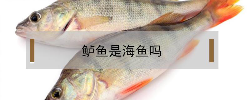 鲈鱼是海鱼吗 菜市场卖的鲈鱼是海鱼吗