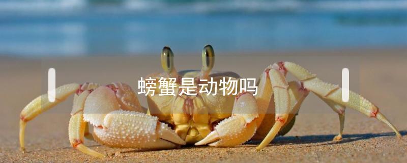 螃蟹是动物吗 螃蟹是什么样的动物