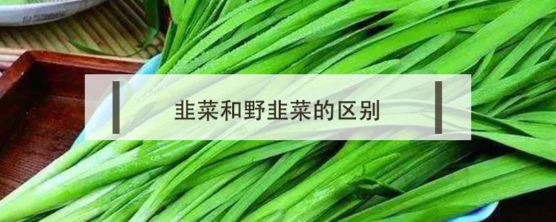 韭菜和野韭菜的区别（野韭菜与家韭菜的区别）