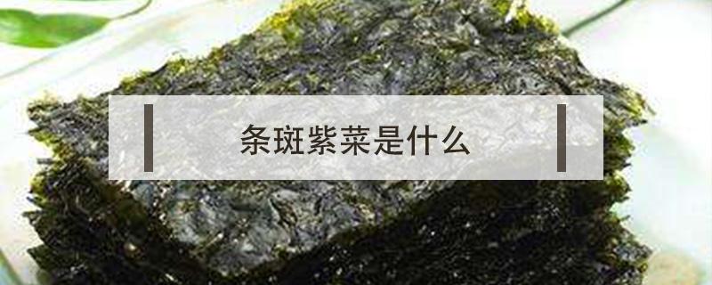 条斑紫菜是什么（条斑紫菜是什么样的）