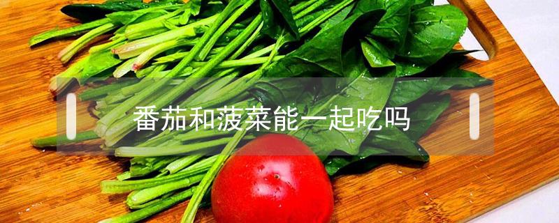 番茄和菠菜能一起吃吗(鸡蛋番茄和菠菜能一起吃吗)