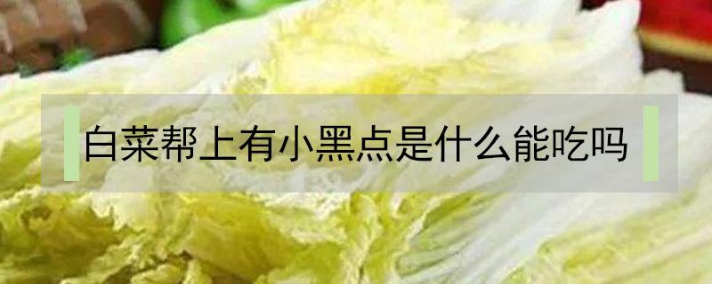 白菜帮上有小黑点是什么能吃吗