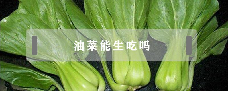 油菜能生吃吗（油菜可以直接生吃吗）