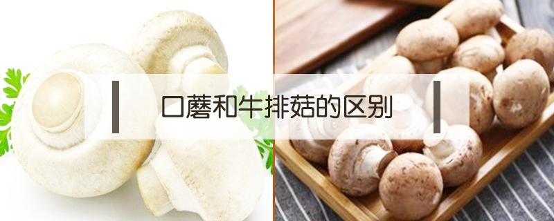 口蘑和牛排菇的区别 牛排菇和香菇的区别