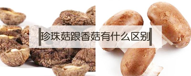 珍珠菇跟香菇有什么区别（珍珠菇和香菇哪个好吃）