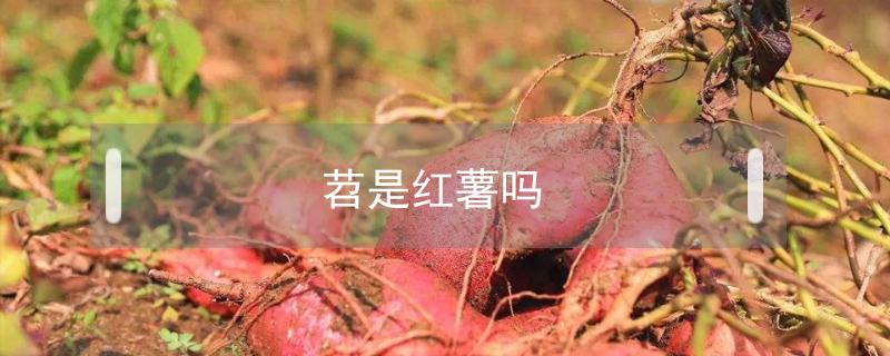 苕是红薯吗（红苕和番薯）