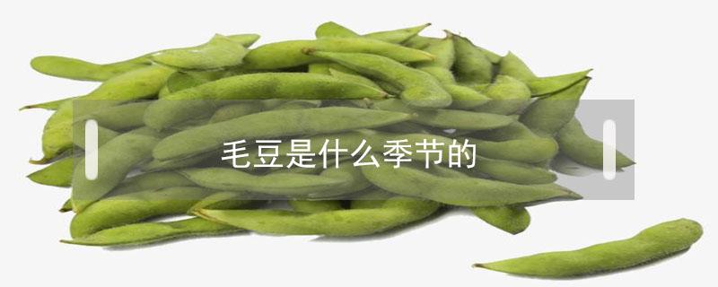 毛豆是什么季节的（毛豆是什么季节的水果）