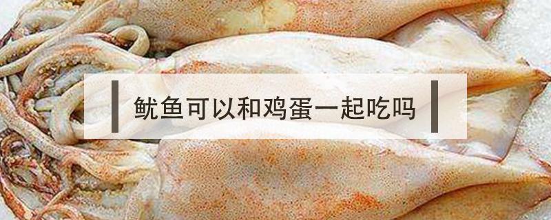 鱿鱼可以和鸡蛋一起吃吗 鱿鱼能与鸡蛋一起吃吗