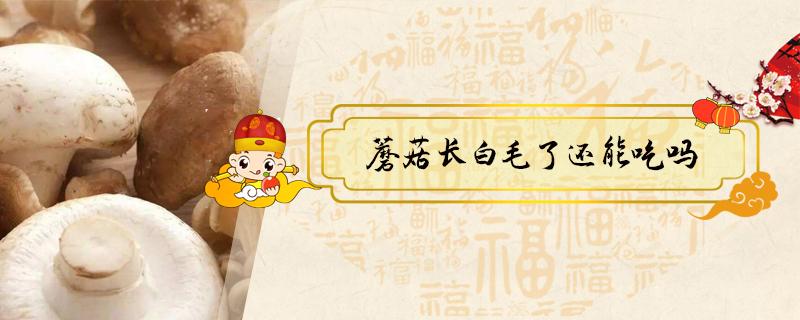 蘑菇长白毛了还能吃吗（大叶蘑菇长白毛了还能吃吗）