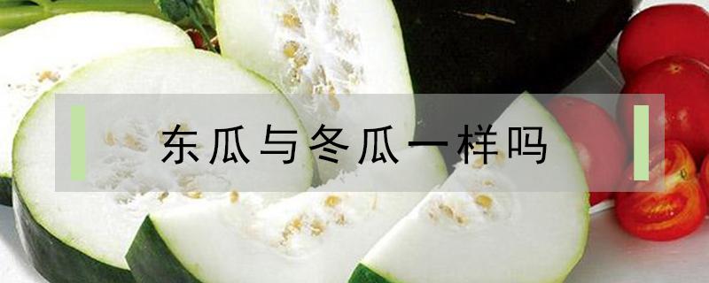 东瓜与冬瓜一样吗（冬瓜和冬瓜是哪个东）