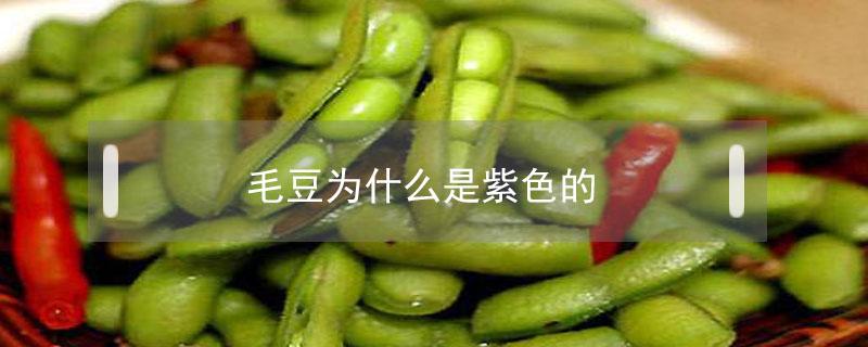 毛豆为什么是紫色的（紫色毛豆是什么豆子）