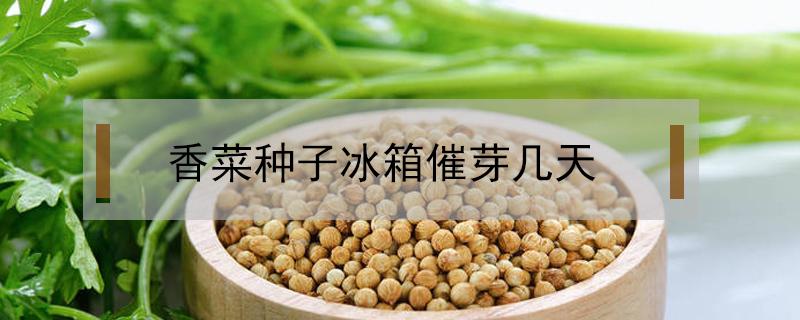香菜种子冰箱催芽几天(生菜种子放冰箱催芽几天)