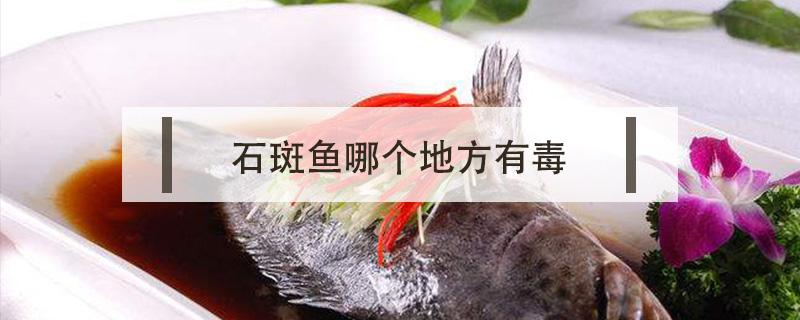 石斑鱼哪个地方有毒（野生石斑鱼哪个地方有毒）