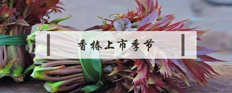 香椿上市季节 香椿什么季节上市